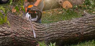 Why Choose Our Tree Removal Services in St Louis, MO?