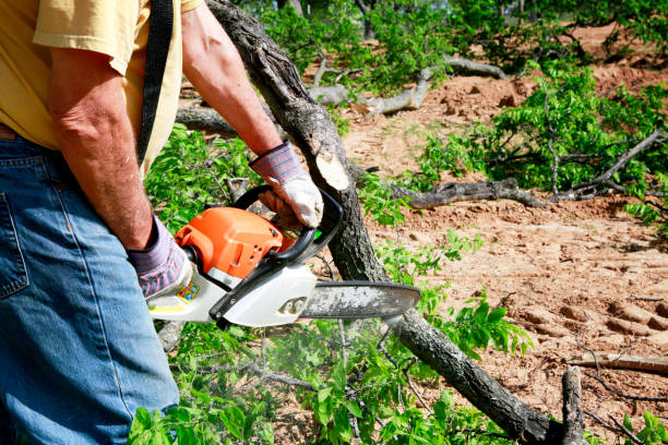 Best Tree and Shrub Care  in St Louis, MO